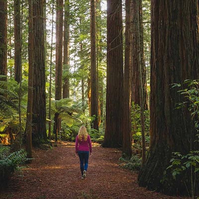 Redwood Trails Rotorua